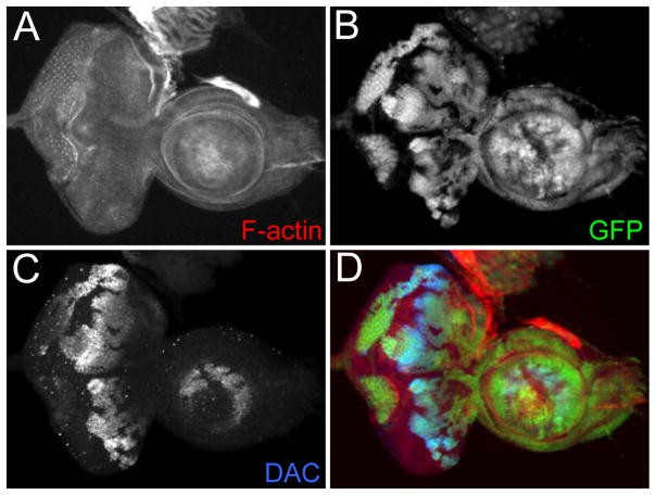 Fig.1 An example of FLP/FRT mediated loss-of-function clones.