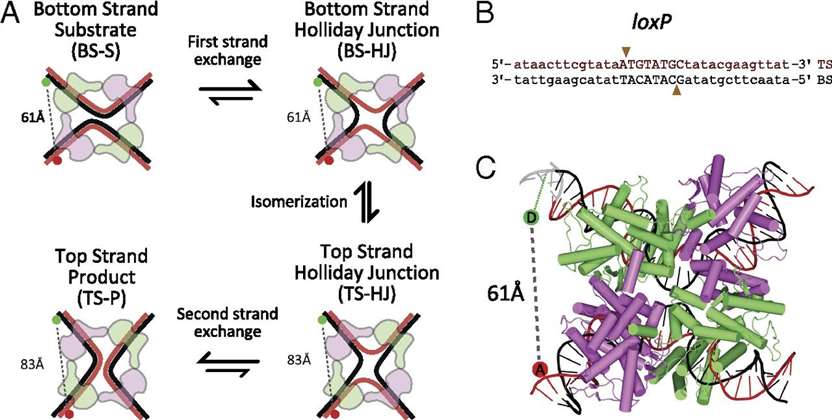 Fig.1 Cre-mediated site-specific recombination.