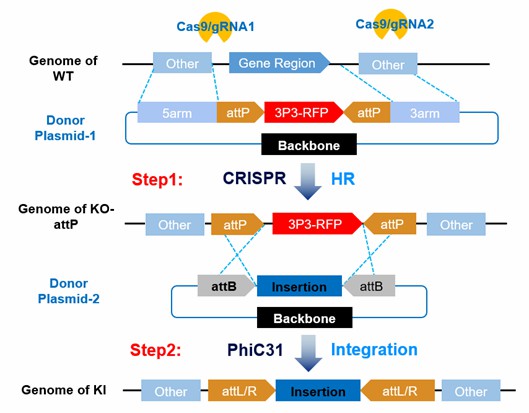 Workflow of CRISPR-KO-attP-KI.