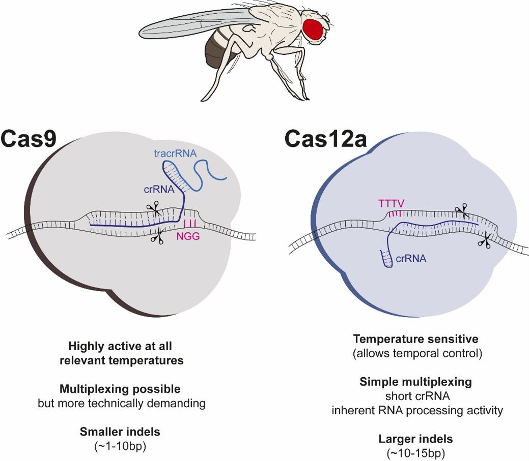 In vivo genome editing with the Cas12a system offers several technical complements relative to standard Cas9-based editing in Drosophila.