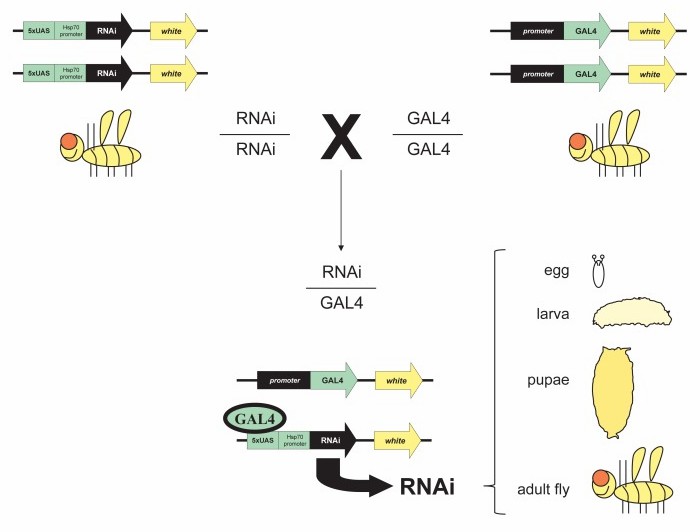 UAS-GAL4 system for gene silencing with RNAi in Drosophila.