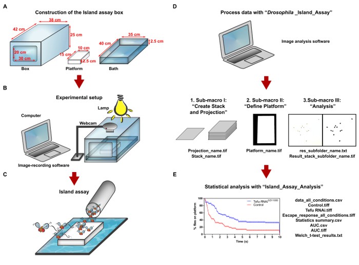 High-throughput Analysis of Locomotor Behavior in the Drosophila Island Assay.