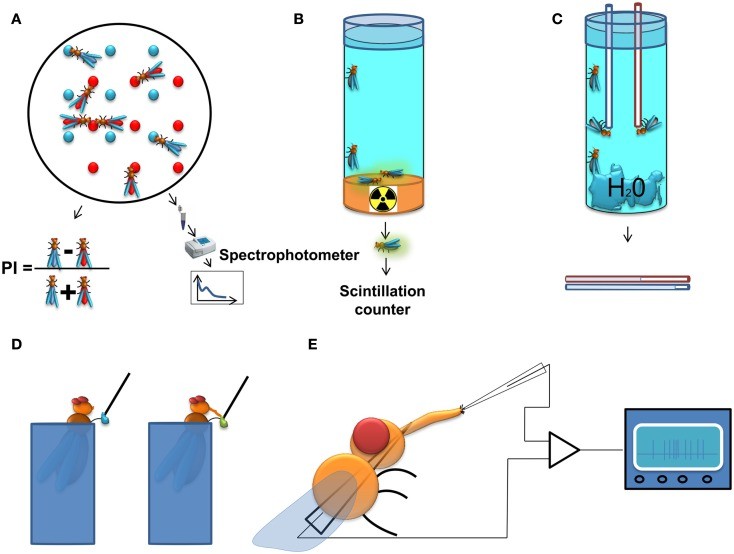 Methods to study feeding behavior in Drosophila.