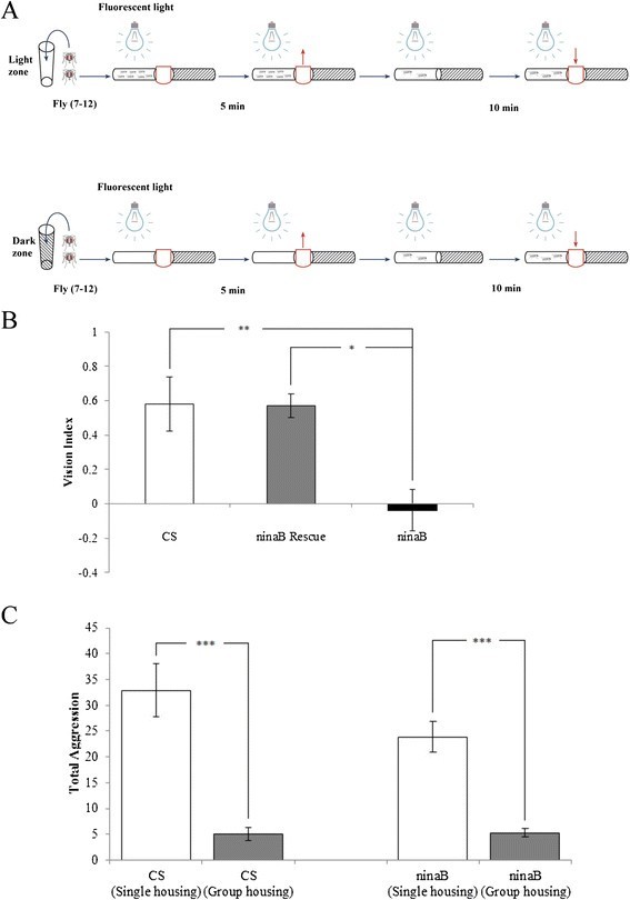 Visual impairment in ninaB mutants does not affect social suppression of aggressiveness.