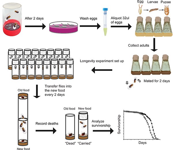 Fig.1 Simplified schematic of a Drosophila lifespan assay.