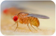 Drosophila Physiological Analysis Service