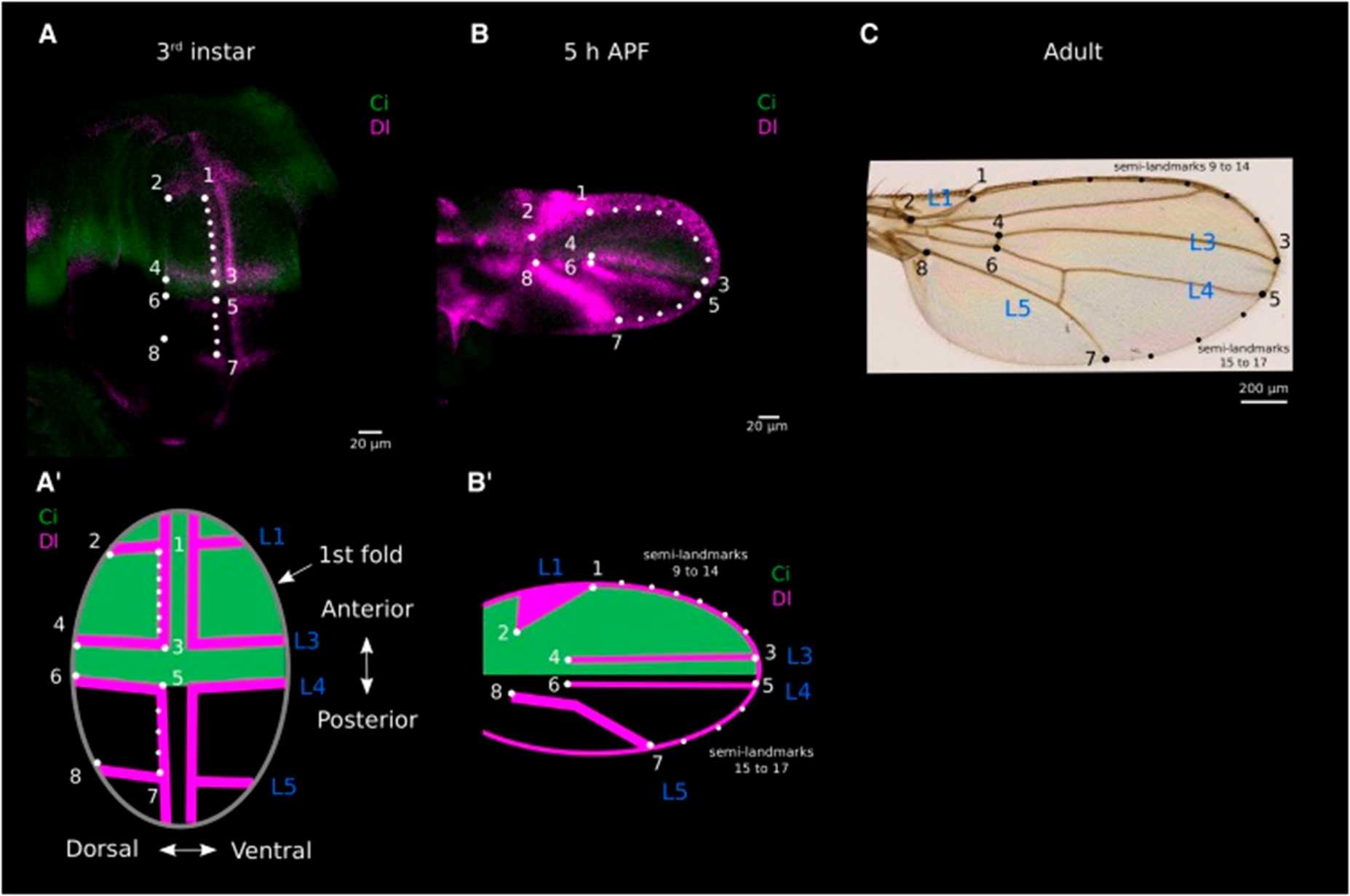 Landmarks and semi-landmarks used for the morphometric analyses.