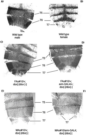 Morphological analysis of the abdomen of Anastrepha dsx transgenic Drosophila flies.