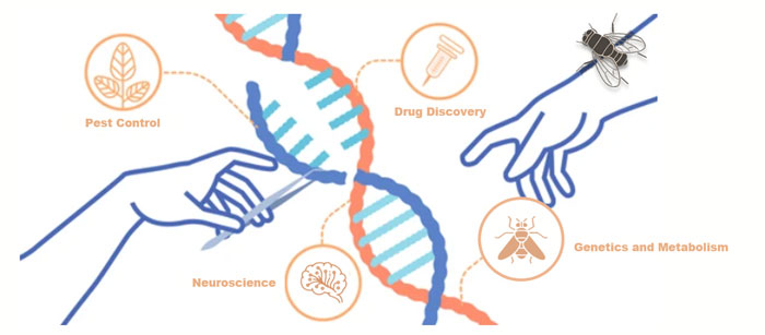 Genome Editing Application in Drosophila