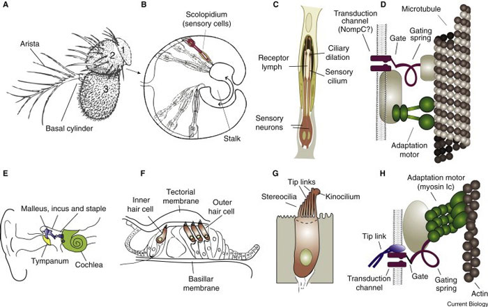 Vertebrate and invertebrate ears