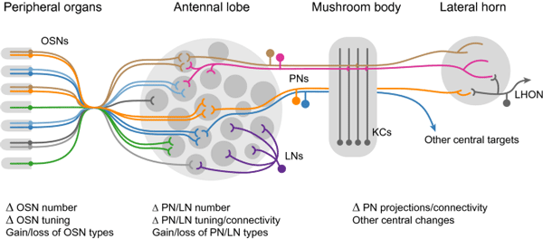 Overview of the olfactory system in Drosophila