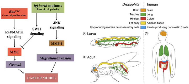 Major pathways converging on uncontrolled growth in Drosophila epithelial cells and tissue/organ similarity between Drosophila and human