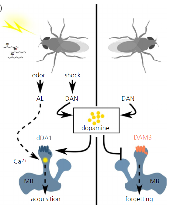 Dopaminergic signalling in Drosophila affects both acquisition and forgetting of olfactory memories