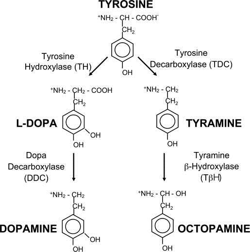 Dopamine, tyramine, and octopamine synthesis in Drosophila