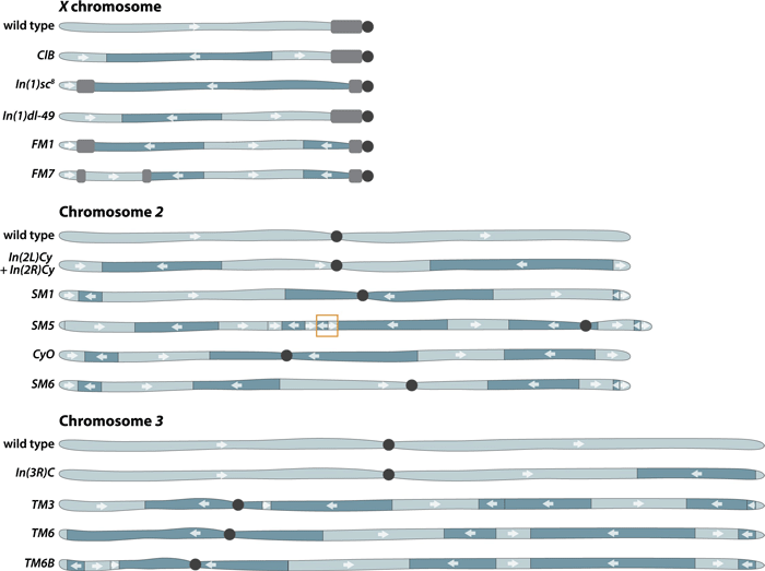 Commonly used balancer chromosomes in Drosophila