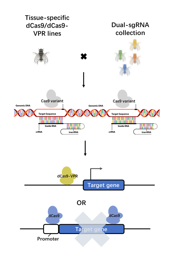 Drosophila CRISPRi/CRISPRa