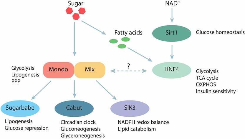 Intracellular sugar-responsive gene regulatory network in Drosophila