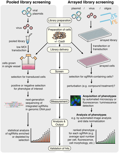 CRISPR Cell Screening