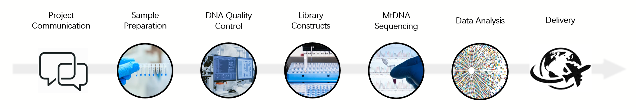 Strategy of Drosophila Mitochondrial Genomics