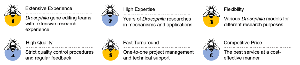 Drosophila Model Customization