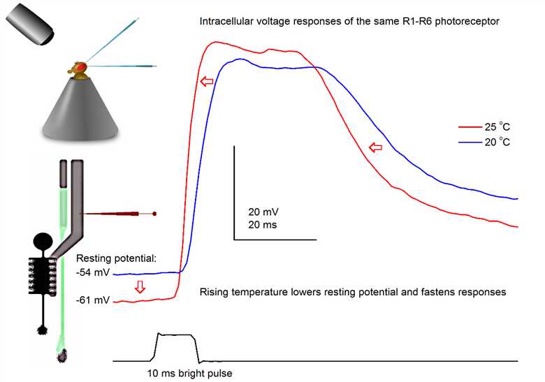 Electrophysiological Method for Recording Intracellular Voltage Responses of Drosophila