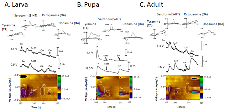 Detection of neurotransmitters in Drosophila by electrochemical method