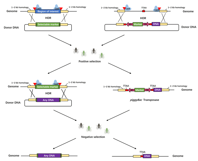 Drosophila Seamless Gene Editing Strategies