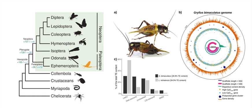 Simplified arthropod phylogeny and cricket genomes