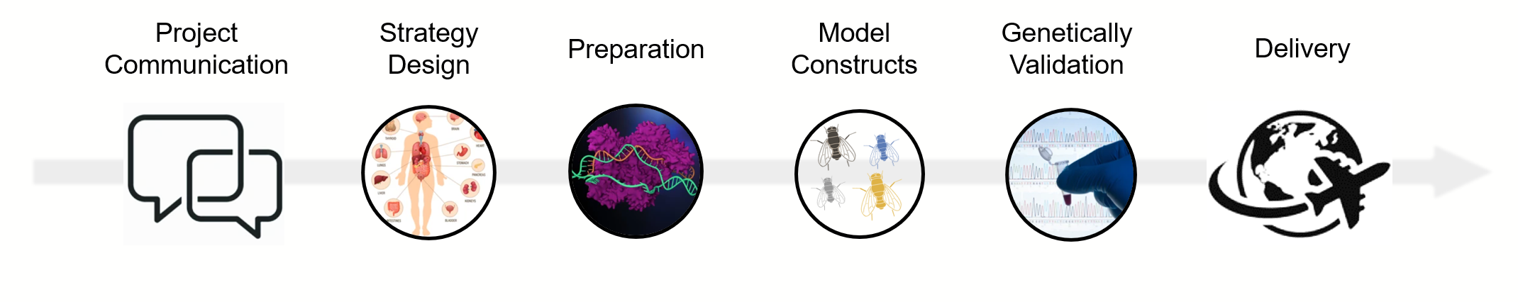 Strategy of Human Disease Drosophila Model