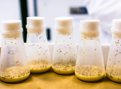 Drosophila Vials and Bottles